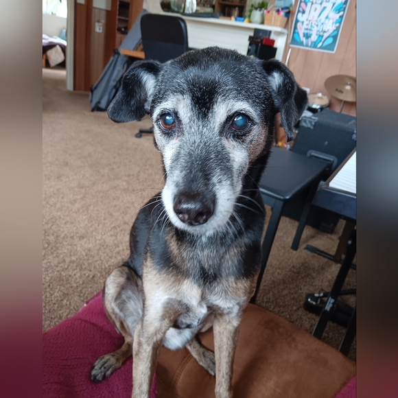 Meet your Posher, Natalie 🐶🐱❤️🐾 - Picture 2 of 12